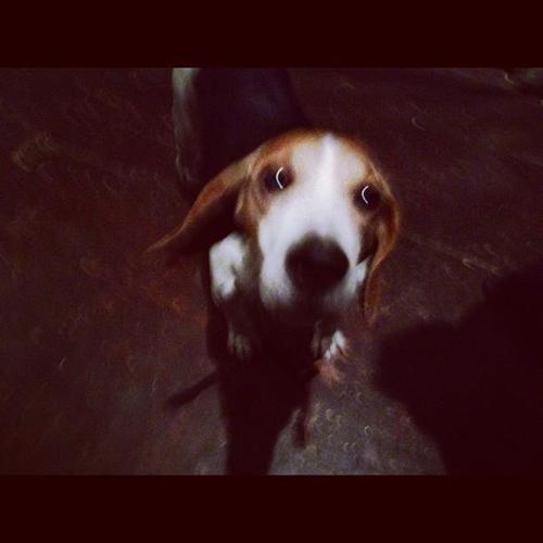I'm a Beagle and I live in a Theatre. My name is Brando, like Marlon, the Leader of an Arty Commando. 
Don't rush, care don't I. 
I Can't Get No Canisfaction.