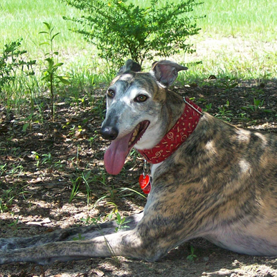 GREY2K_AL's profile picture. Representing Alabama for GREY2K USA, we believe that the cruelty of greyhound racing should end.