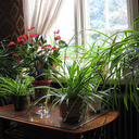 Fern Gully - @fernemy - Twitter