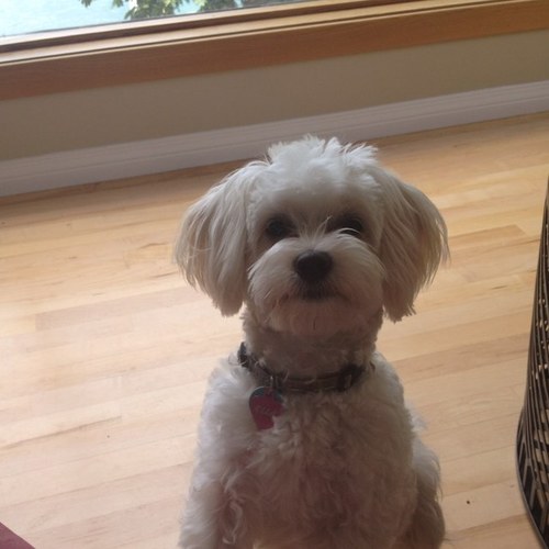 abbygopler's profile picture. My posts are my personal views