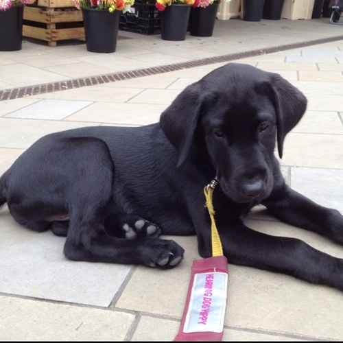 Hearing Dogs for Deaf People in Yorkshire and @ The Beatrice Wright Centre. We Train Hearing Dogs Who Change Deaf Peoples Lives