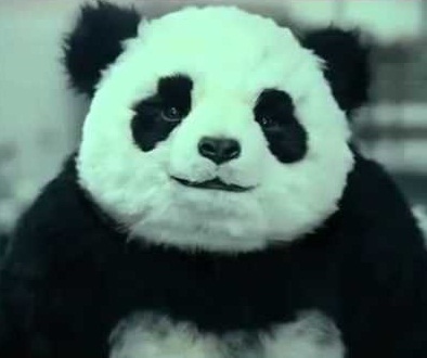 I'm a French Panda. My english is bad but I can rub two coconuts and make you laugh. When I want to flirt with a hippo I dance like a pigeon.