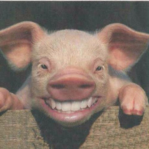 zirition's profile picture. @zir@mastodon.social