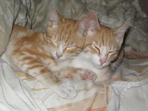 RockyTorok's profile picture. 