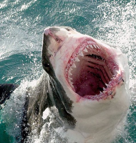 TeamTwilight25's profile picture. Twilight, tennis, swimming, and sharks are my faverorite things!!