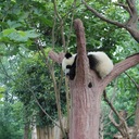 Thomas Jadrich - @RoamingPanda35 - Twitter