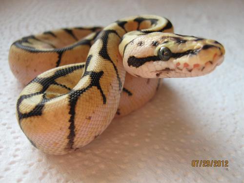 Small breeder of ball pythons.