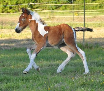 Day in the life of a silly filly - Mirimor Estel AKA Seven. I'm called Seven because I am 'a unique individual'. Now 6 years old and still mad!