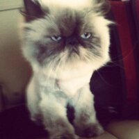 Smashbert (@smashbert_) 's Twitter Profile