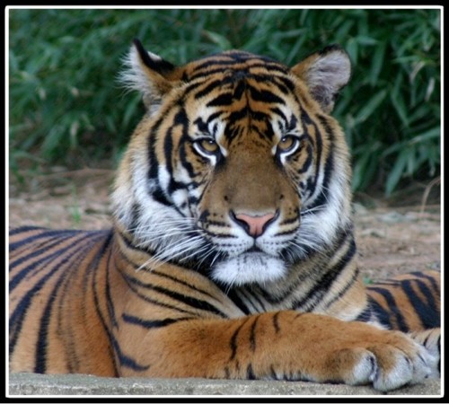 TigerNotes's profile picture. I Can't Imagine A World Without Tigers...Tiger News From Around The World