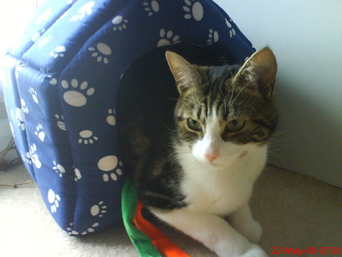 dawnblossom's profile picture. 