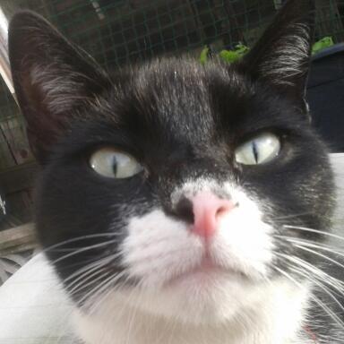 Grunt/Cats body ¡ Friend of Cat kind