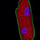 Deborah Siwik - @DrKiwis - Twitter