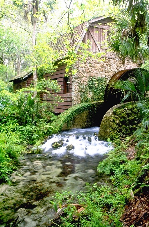 The official site of the Ocala National Forest part of the National Forests in Florida-385,000 acres of public land managed by the U.S. Forest Service.