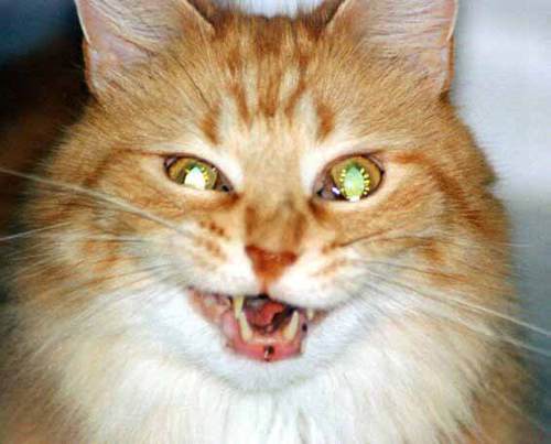 nepokiday2012's profile picture. 