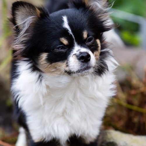 inakersbergen's profile picture. 