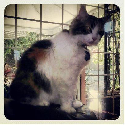 sing4che's profile picture. 