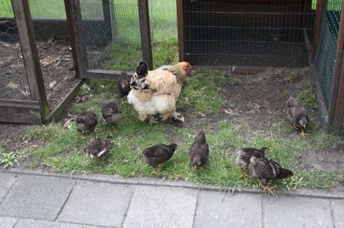 bakker08's profile picture. 