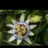 Passion Flower