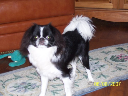 jatwit's profile picture. A Mom, a Mimi, movie buff, TV junkie, Retired after 32 years actually fired by CEO, Tom Jackson for being too old, love my Dogs.