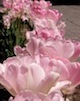 In order to prosper one needs to determine their aspirations and inspirations and surround themselves by such.