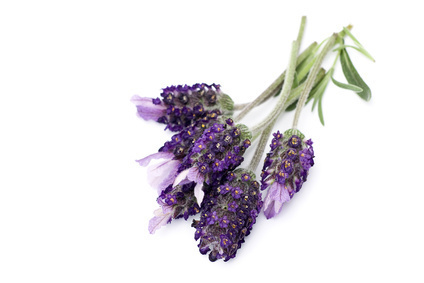 I am a therapist of the Bowen Technique practicing in South Molton and the North Devon area.