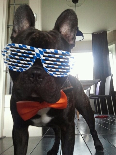 brucedoggydog's profile picture. A Dutch French Bulldog with a Polish passport, and 35 pounds of pure man meat.