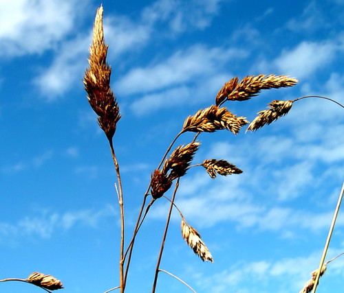 turn_light's profile picture. 