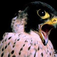 الصقر الاسود (@fa092012) 's Twitter Profile