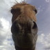 meerwindkatze (@meerwindkatze) Twitter profile photo