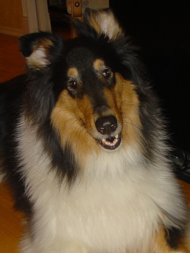Certified Animal Behaviorist, Pet Behavior Specialist, Blogger, Speaker, Writer, Collie Aficionado