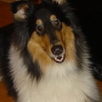 Julie Bond (@k9freud) 's Twitter Profile Photo Julie Bond (@k9freud) 's Twitter Profile Photo