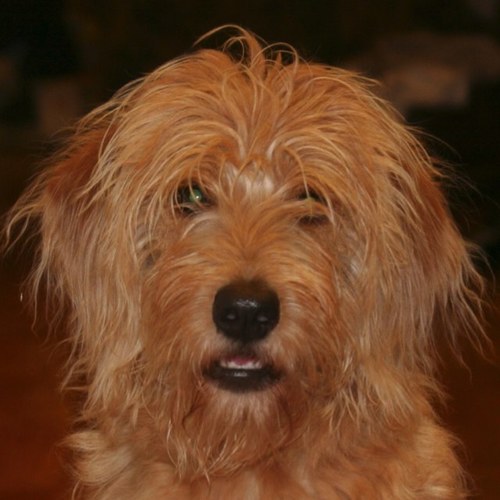 alcliffel's profile picture. 