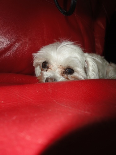 MeganM451's profile picture. College student, with a love for movies, books, pets and crazy friends!! Anything else just ask!