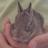 ShelleyHeckert's profile image