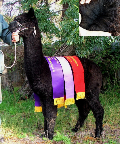 Breeding quality black alpacas since 1992.