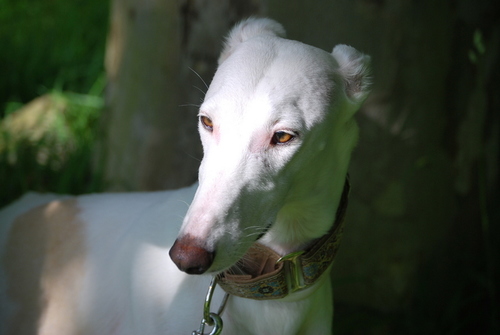 Nacida en algún lugar galgo de este planeta podenco, vivo para correr y corro para vivir.