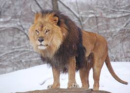 The Great Lion, Son of the Emperor-Beyond-The-Sea, the High King, the Great Bridge Builder, and not actually associated with the producer of the movie.