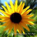 Sue Hays Photography - @suehphoto - Twitter