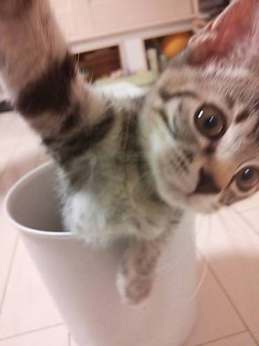 kiyomatsumiyuki's profile picture. アナログゲームデザイナー／作家。かつては翻訳も。グループＳＮＥ所属。現在、創作の中心はＳＷ2.5。