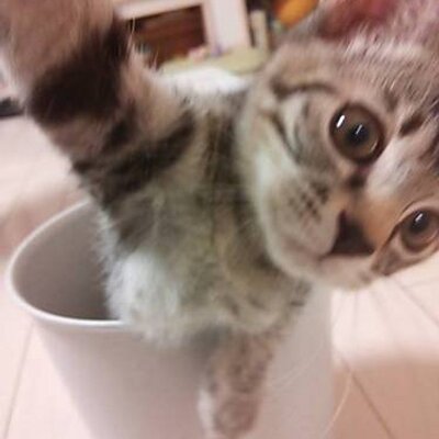 清松みゆき Kiyomatsumiyuki Twitter