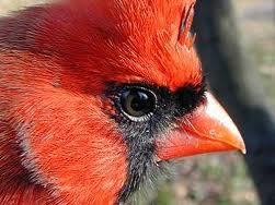 Twitter for Canfield High School's student news site, The Cardinal. Like us on Facbook & Follow us on Instagram @The_Canfield_Cardinal #teambre