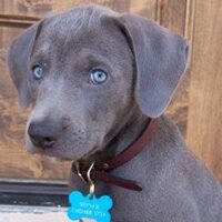 Tracy Smith (@tlynn_smith) 's Twitter Profile