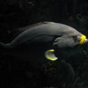 hannah hershey - @hannahhershey1 - Twitter