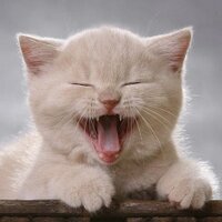 funnypiero (@_funnypiero) 's Twitter Profile