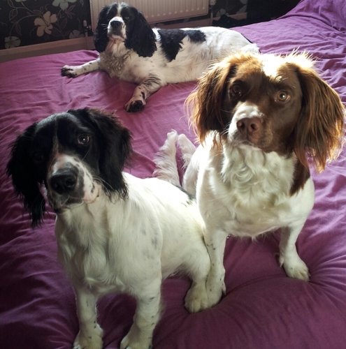 we are 3 english springer spaniels. names are sophie, grace & amber! we love 2 play, go for walks, swim & get muddy! we love our human mum lots!