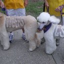 Stephen Brooking - @Geaux34 - Twitter