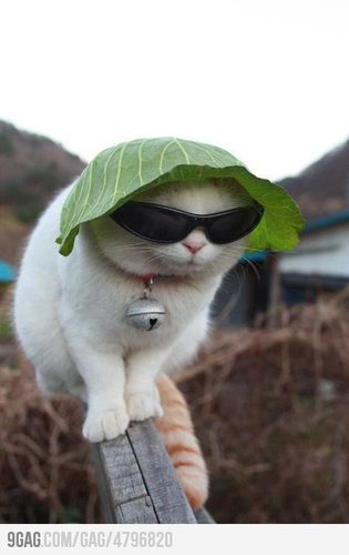 Me gusta los gatos(i like cats)