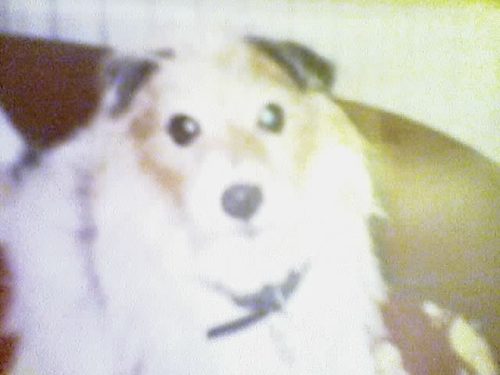 vickyzzz123's profile picture. loves elvis presley and twilight