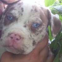 Pitbull pitbull (@hopitbull) Twitter profile photo